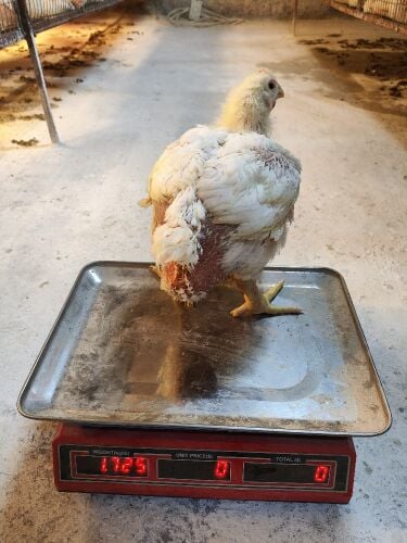 broiler