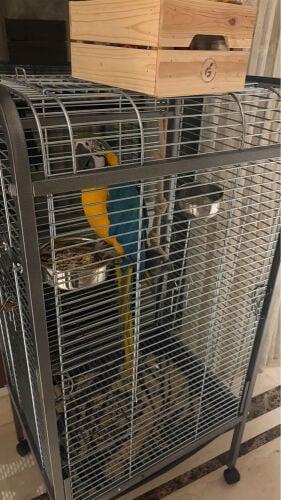 Blue & Gold Macaw with cage