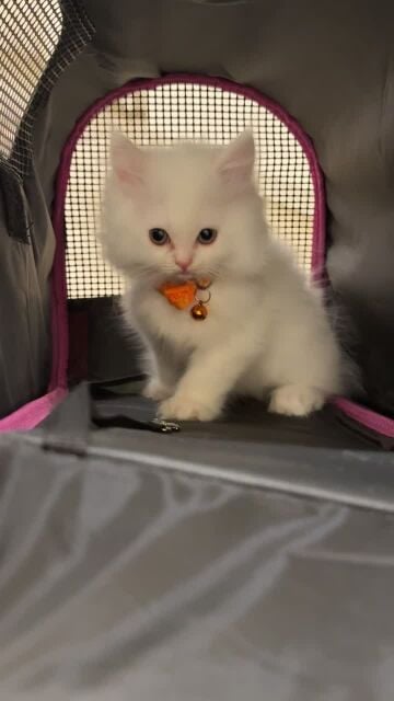 Persian cute male kitten 2 month