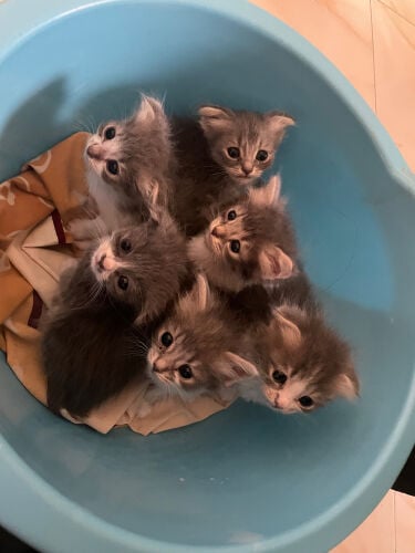 6 Adorable Kitten for Sale 