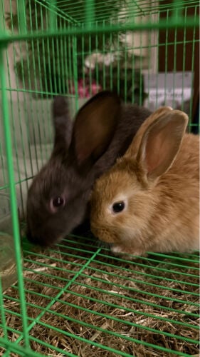 rabbit 