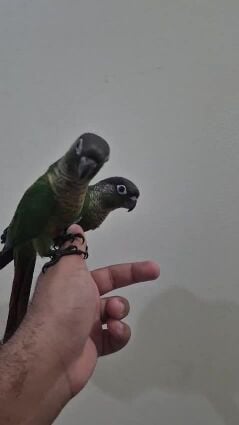Green Cheek Conure Chicks