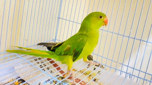 Green parrot =Qr200