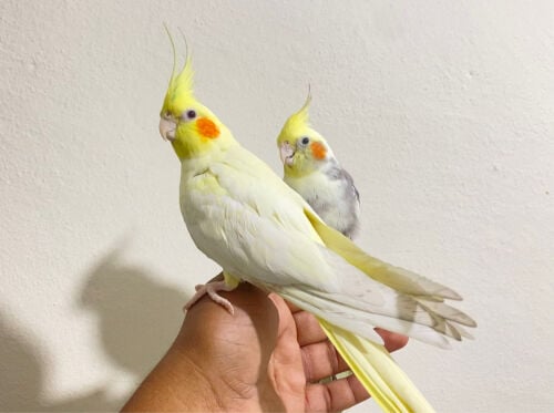 2 friendly cocktail & cage = Qr450