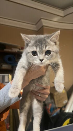 and kittens cats 8 months