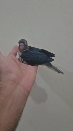 Blue Conure Yellow Side