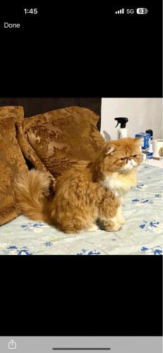 male exotic pure adoption 