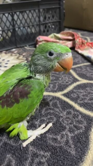 فروخ نيبالي