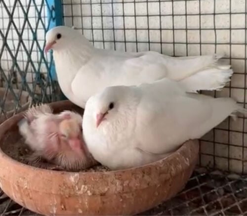 Mkawi pair