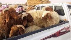 مطلوب راعي أغنام