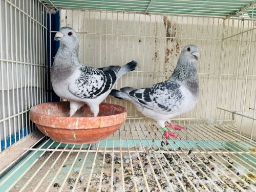 zajal for sale