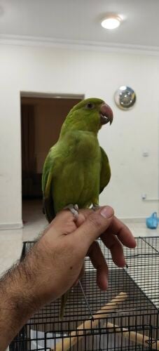Indian Ringneck Parrot with Cage
