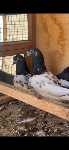 teddy breeding pair with chick