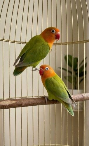 3 Love birds fisher +small cage