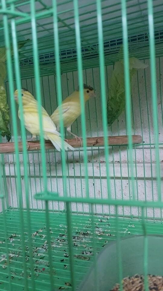 Canary chicks.
