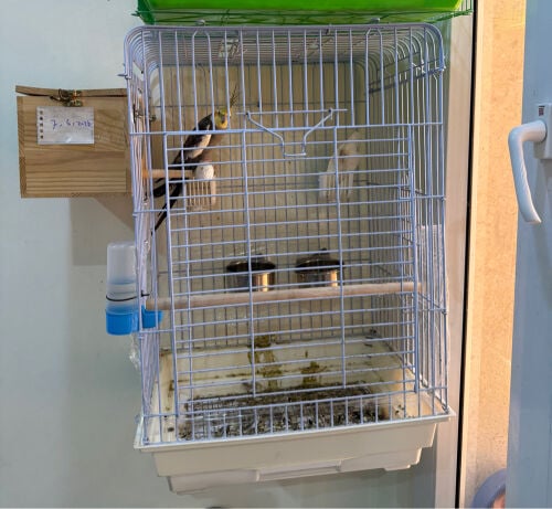 زوج كوكتيل منتج ماشاء الله