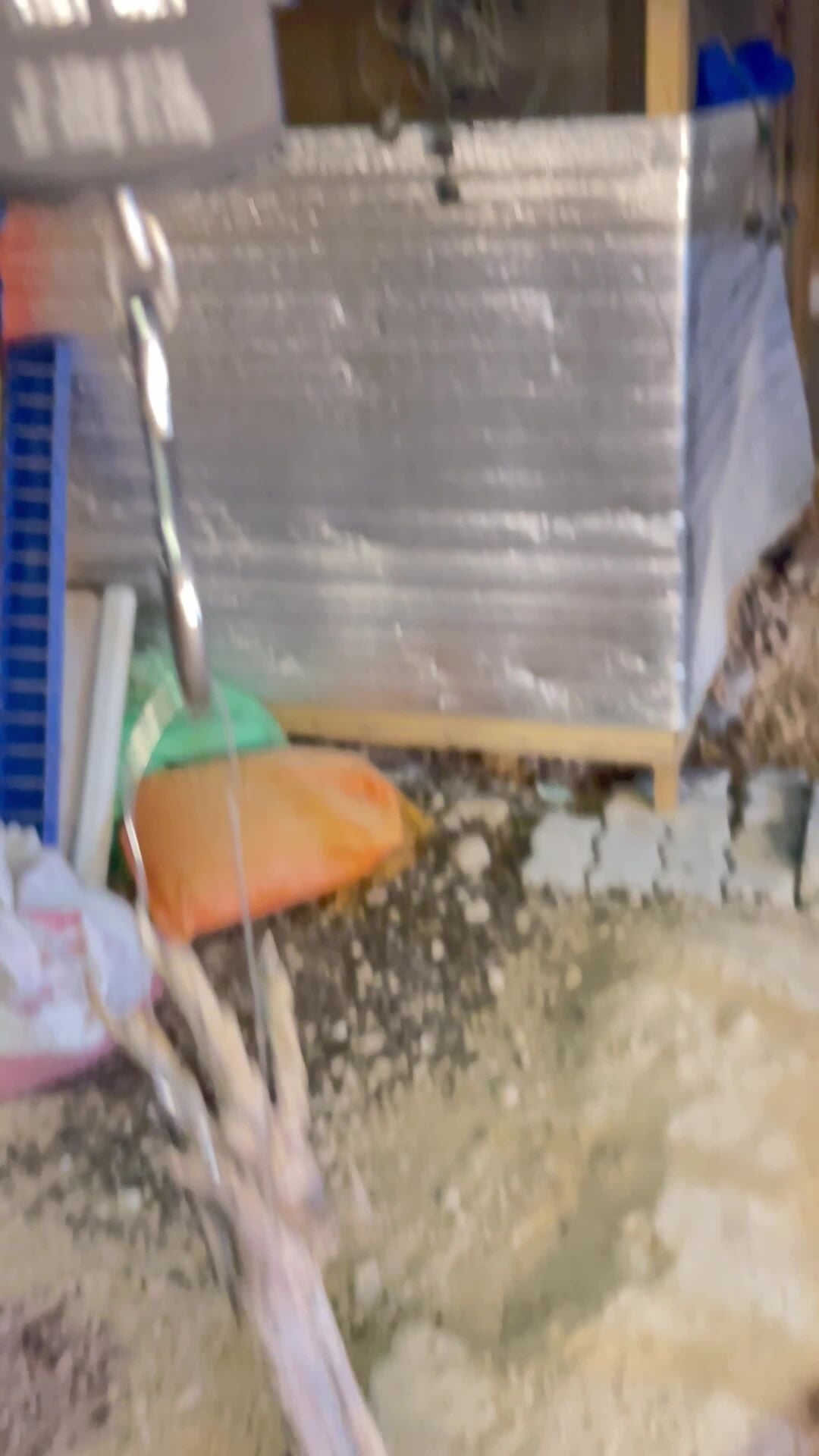 دجاج بلدي