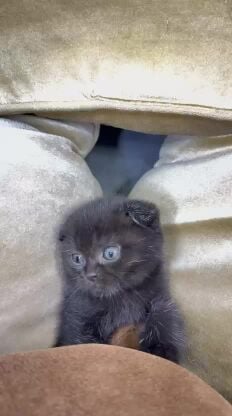 Scottish Fold male