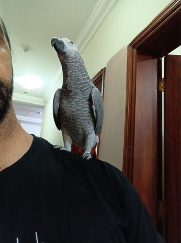 كاسكو 