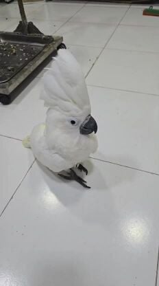 كوكاتو امبريلا