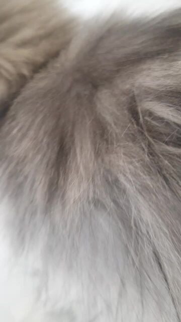 Cat for sale