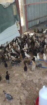 Chicken for sale