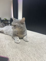 Lona 