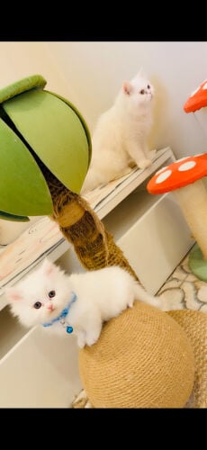 Perfect nice Pair for Cat Lovers 