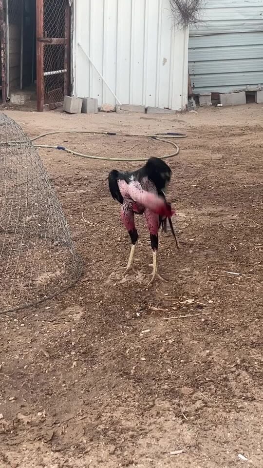 للبيع 