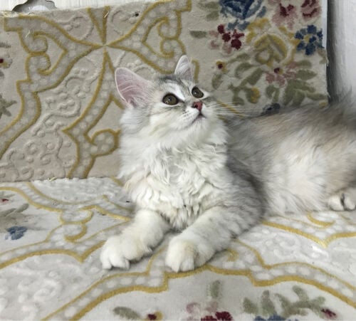 Scottish longhair 