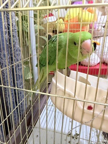 Ring neck parrot 