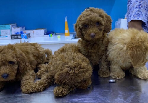 toy poodle dog 
