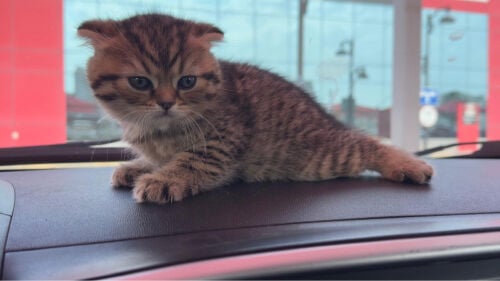 Cat