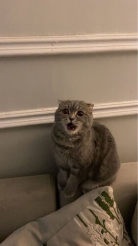 kitty