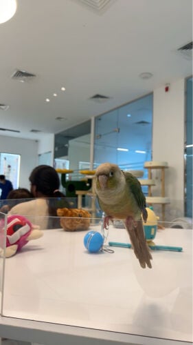 pineapple conure