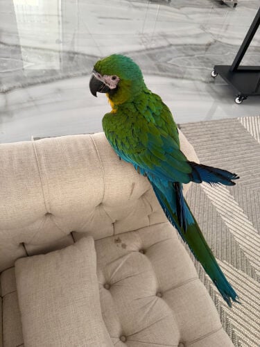 Miligold Macaw 