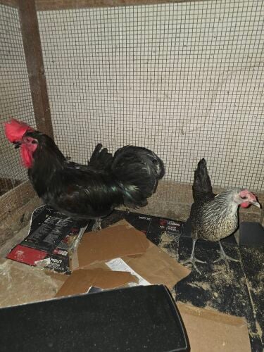 for sale
