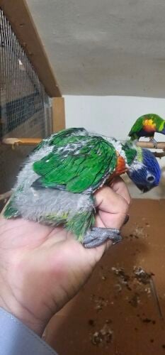 lory baby