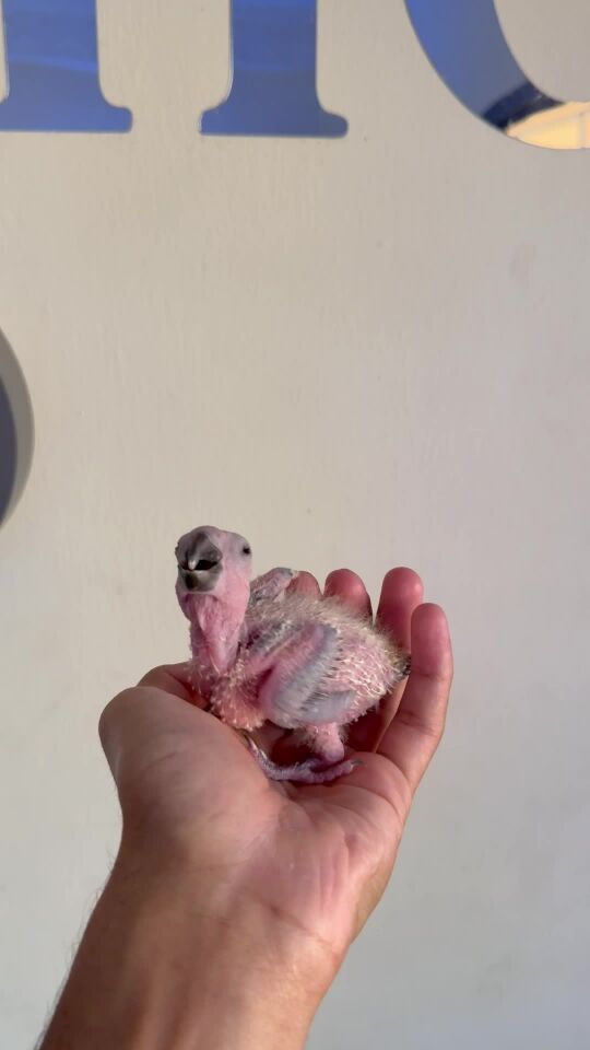 sunconure chick