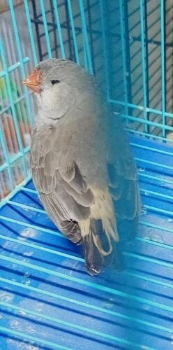 For Sale