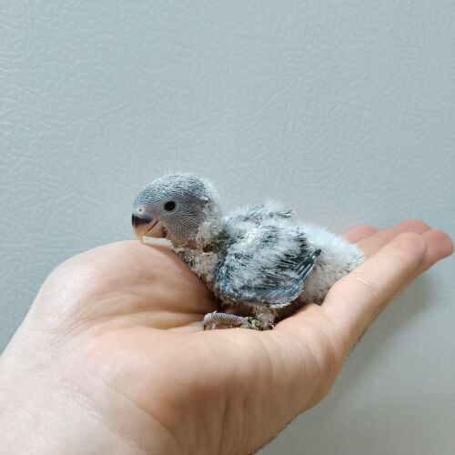 black opline rose chick