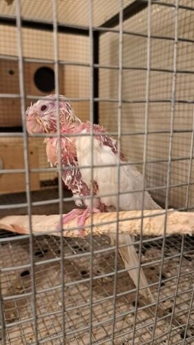 Albino Cockatiel Chick for sale