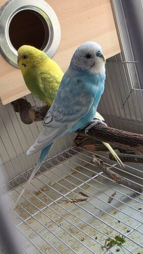 budgies pied spangled version uniqu
