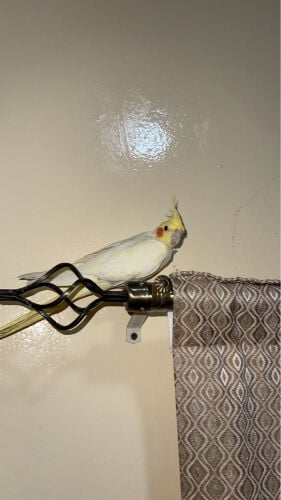عبدالرحمن 