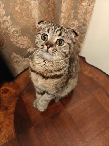 Scotch fold kitten (female)
