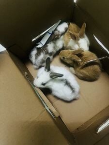 3 Local Qatari (Baladi) Rabbits