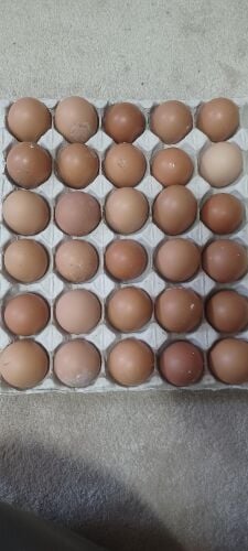 egg for France