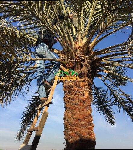 تكريب نخيل وشنطونيا