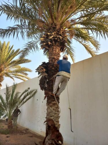 تنظيف وشنطونيا ونخيل قديم