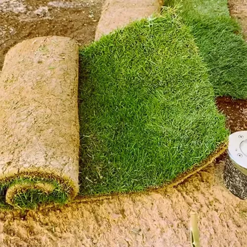 أجود أنواع العشب توصيل وزراعة
